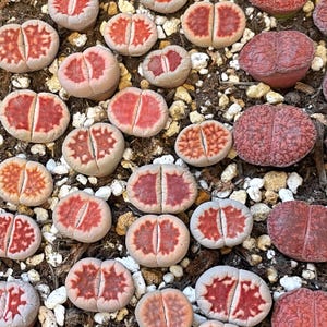 1 st röda lithops levande stenar suckulent: barrotsväxt - 1,5 cm-2,3 cm huvudstorlek