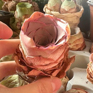 Single Head Pink Mountain Rose Succulents, 1pc Single Head Aeonium Rosette, Around 7-9cm, Pink or Green Succulents, Bare Root Shipped