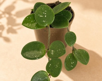 Hoya Mathilde Splash/silver UNROOTED - Etsy 日本