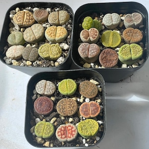 9pcs Lithops, Colourful Lithops in 6cm pot, Grow from Seeds, Mixed Lithops with Soil and pot, Brilliant Colour Lithops, Cactus, Succulents