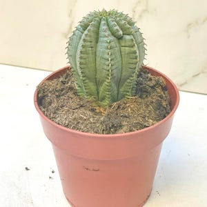 Euphorbia fimbriata – Suculenta rara em vaso de 8,5 cm | Fácil de cuidar, baixa manutenção, aparência incomum de cacto, presente para planta de casa