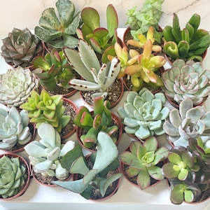Mixed Succulents Set: Small Potted Plants, Wedding Favors (5.5cm Pot Size, 3/5/8/10pcs Options)