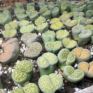 Puede incluir: Primer plano de una colección de plantas Lithops, también conocidas como piedras vivas. Las suculentas tienen una variedad de colores, incluyendo verde, verde amarillento y marrón claro. Las plantas están en una maceta con pequeñas piedras blancas.