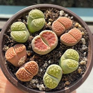 May include: A brown pot containing a collection of colourful lithops plants. The plants display a range of hues, including green, orange, and red. The lithops are planted in soil, offering a unique addition to any plant collection.