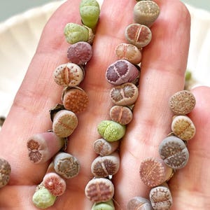 50 stuks + babylithops met blote wortel, kleurrijke levende stenen, ongeveer 1,5 jaar oude lithops - blote wortel en willekeurige verzending, vetplanten, cactus