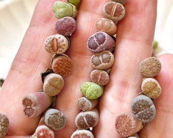 セボンスター　植物 カバヤ セボンスター 2013年9月 星型のお花(ピンク) メッキ