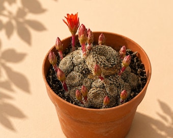 Cactus en grappe Rebutia Heliosa | Cactus en fleurs en massif dans un pot de 8,5 cm