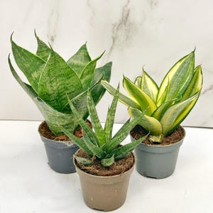 3 Mini Snake Plants: Francisii, Golden Hahnii, Green | Compact Indoor Plant