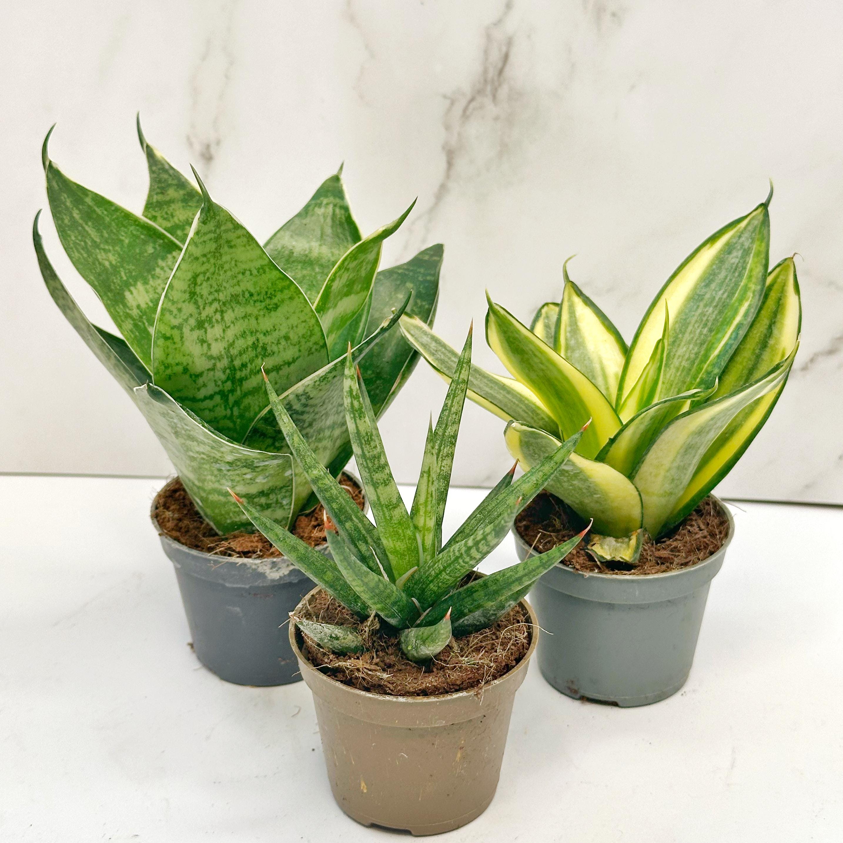 Zenzi plants - Etsy 日本