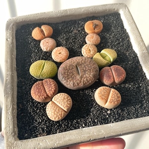 DIY Krab Lithops Bonsai Kit – Schattige succulente minituin met pot, aarde en stenen – leuk cadeau voor plantenliefhebbers - Lithops groeit, verjaardagscadeau