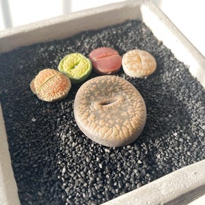 DIY Paw Lithops-bonsaiset – schattige succulente minituin met pot, aarde en stenen – cadeau voor plantenliefhebbers - Lithops Grow by us, verjaardagscadeau