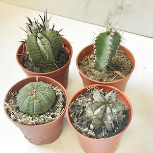 4 different Euphorbia Collection – Obesa, Polygona, Horrida & Polyacantha, 5.5cm Pots, Succulent Cactus Plants, Easy Care Cactus
