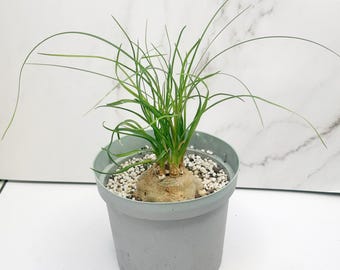 Beaucarnea Recurvata Nolina Ball | Ponytail Palm Caudex | Mini Caudex Plant | Rare Bonsai Style Plant | Bare Root