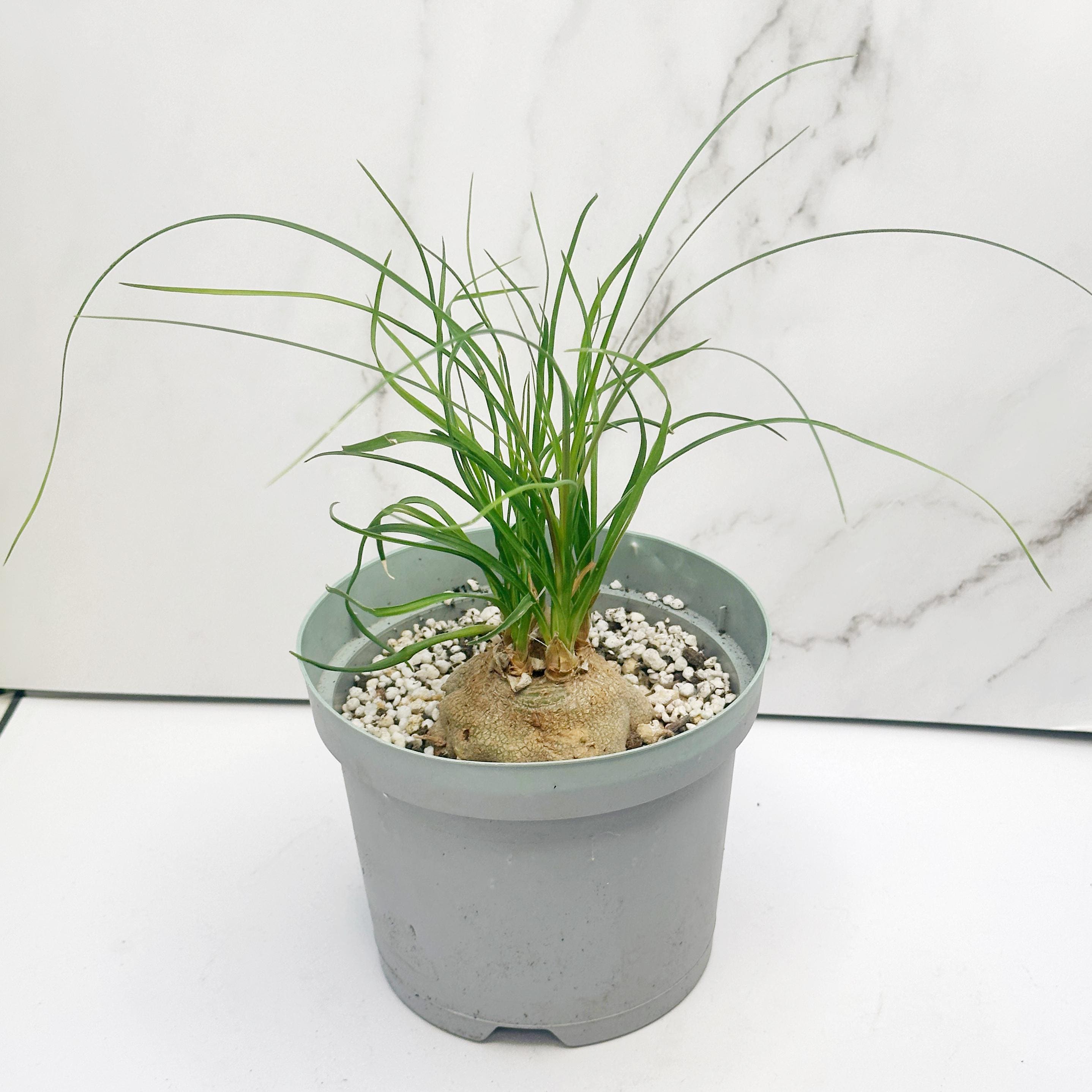 Caudex Plants - Etsy UK
