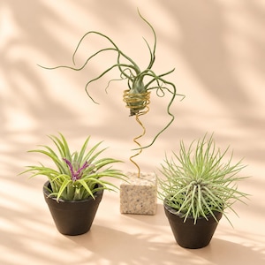 May include: Three air plants: one with long, curly green leaves held by a gold wire spiral on a speckled stone base, and two others with spiky green leaves, one featuring a purple centre, each potted in a small, matte black conical container.