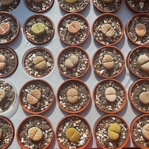 1pc Lithops, come in potted, 2.5cm-3.2cm - Colourful Living Stones, Succulents, Cactus, East Care Plants - with Limited Stock