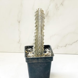 Euphorbia Abdelkuri, Kaktus - wurzelnackte Pflanze, lebende Pflanzen - seltener Kaktus, Gartenkaktus, Geschenk für Kaktusliebhaber, Sukkulenten Zimmerpflanze