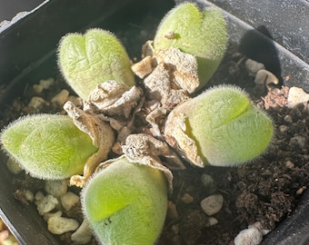 Conophytum Sukkulente 6 cm Topf | Seltene Wohnpflanze aus Stein | Genaue Pflanze | Mini Cluster Sukkulenten | Sammler Pflanze