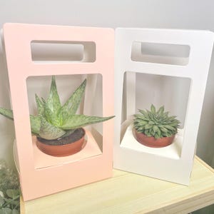 May include: Two decorative plant holders, one in pale pink and one in white, each with a rectangular window. The pink holder contains an aloe vera plant, and the white holder contains a succulent. Both plants are in terracotta pots.