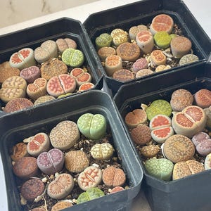 16pcs Mixed Lithops, Colourful Living Stone, Brilliant Colour Lithops Living Stones Plants - Random Shipping
