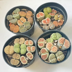 4pcs Double Heads Lithops + 1pc Single Head Lithops, Mixed Living Stone Pot, Grow from Seeds in 8cm pot, Succculents, Cactus, Rare Plants