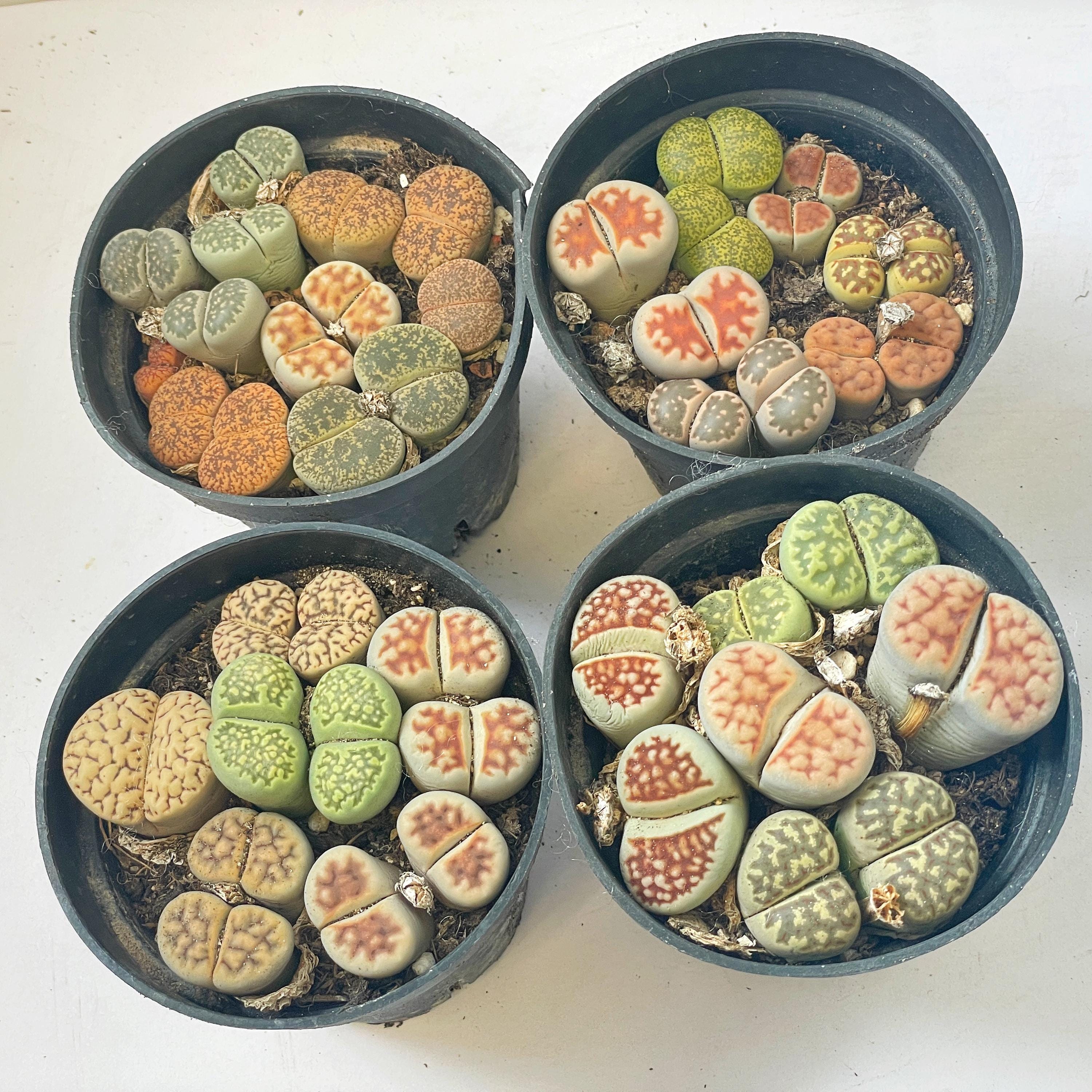 bulk succulent 2