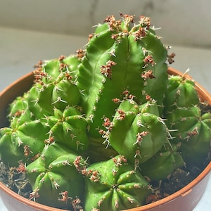Euphorbia frankii in 8cm pot, Euphorbiaceae Succulents, Cactus, Easy Care, Live Plants, Indoor Cactus, Gift for Cactus Lover, Succulents