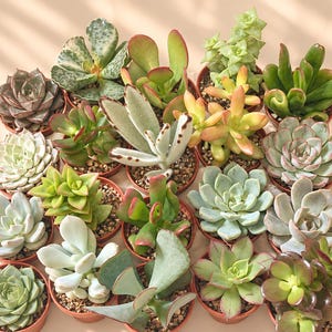 Può includere: Una collezione di venti piccole piante succulente in vaso disposte a griglia. Le succulente presentano forme, consistenze e colori vari, tra cui sfumature di verde, argento, rosso e giallo, tutte piantate in singoli vasi di plastica marrone.