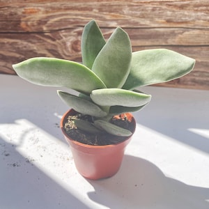 blue ceramic plant pot Ceramic Plant Pot with Rubber Liner