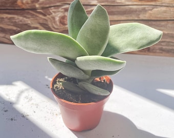 Crassula Boomerang Succulent: Unique Houseplant in 5cm Pot