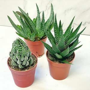 以下が含まれることがあります： 緑色の尖った葉と白い斑点のある、3つの鉢植えの多肉植物。植物は小さなテラコッタ色の鉢に入っています。背景は、微妙な大理石模様の白い表面です。