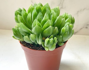 Haworthia Cooperi Succulent: Translucent Indoor Plant in 8.5cm Pot