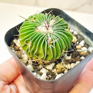 Live Plants - Stenocactus multicostatus, Rare Green Small Cactus, Around 3-3.8cm, Cactus Succulent Houseplants
