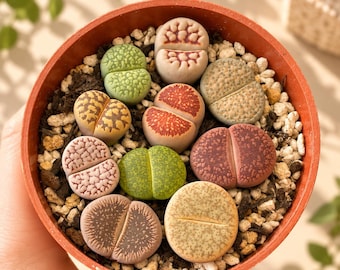 リトープス（生きた石のような多肉植物）8cm鉢入り – 色違い、小さな