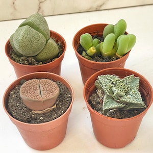Könnte beinhalten: Vier kleine Sukkulenten in Töpfen. Eine hat ein hellgrünes, strukturiertes Aussehen. Eine andere hat eine gespaltene, braune, felsartige Form. Die anderen beiden haben grüne, fleischige Blätter. Alle sind in kleinen, terrakottafarbenen Töpfen.