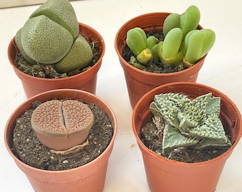 4 Tipos de Suculentas Lithops em vasos de 5 cm, Pleiospilos, Cheiridopsis, Faucaria, Aizoaceae, Presente para Amantes de Plantas, Presente de Aniversário, Plantas de Casa