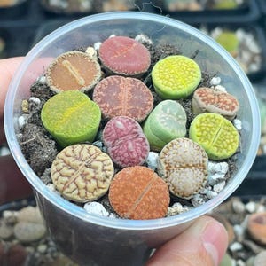 Puede incluir: Una maceta de plástico transparente llena de varias suculentas Lithops coloridas. Las suculentas son de tonos verdes, amarillos, rojos y marrones, con superficies texturizadas. La maceta es sostenida por una mano, mostrando los diversos colores y formas de las plantas.