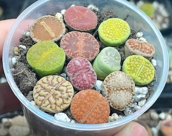 現在、この商品の在庫はありません - Etsy