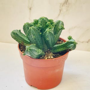 Euphorbia rubiglans im 10cm Topf - Lebende Pflanzen, Kaktus, Sukkulenten, Zimmerpflanzen, Zimmerpflanzen, Easy Care Pflanzen