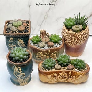 以下が含まれることがあります： さまざまなセラミック鉢に入った多肉植物のコレクション。リトープスやハオルチアなど。鉢には蝶、花、バラのエンボス加工などの装飾的なデザインが施されています。多肉植物は緑と茶色で、白い大理石の背景に配置されています。