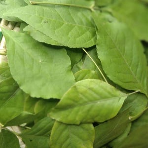 May include: A collection of fresh green leaves with visible veins and serrated edges. The leaves are layered on top of each other, displaying various shades of vibrant green, with thin stems extending from the base of several individual leaves.