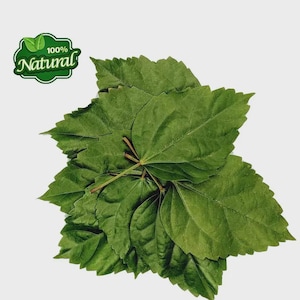 May include: A cluster of vibrant green, serrated leaves arranged in a layered formation. In the upper left corner, a green emblem features two small leaves and the text 100% Natural in white, stylized lettering against a solid white background.