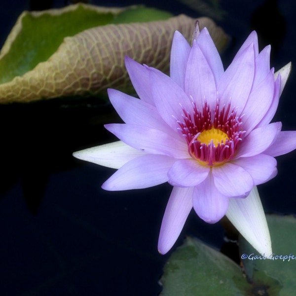 Lily in Lilac, Waterlily, Waterlilies, Pond flower, Téléchargement numérique