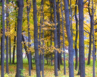 Herbst-Holz-Szene, Eiche Wald, Herbst, digitaler Download, Druck, Poster, Leinwand