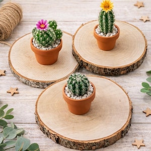 Birkenholzscheiben 13–15 cm (5, 10 oder 15 Stück) – Natürliche Holzscheiben für DIY-Bastelarbeiten und rustikale Dekoration