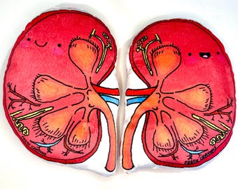 Anatomical Kidney Plush Set, Nephrology Gift, Stuffed Kidneys