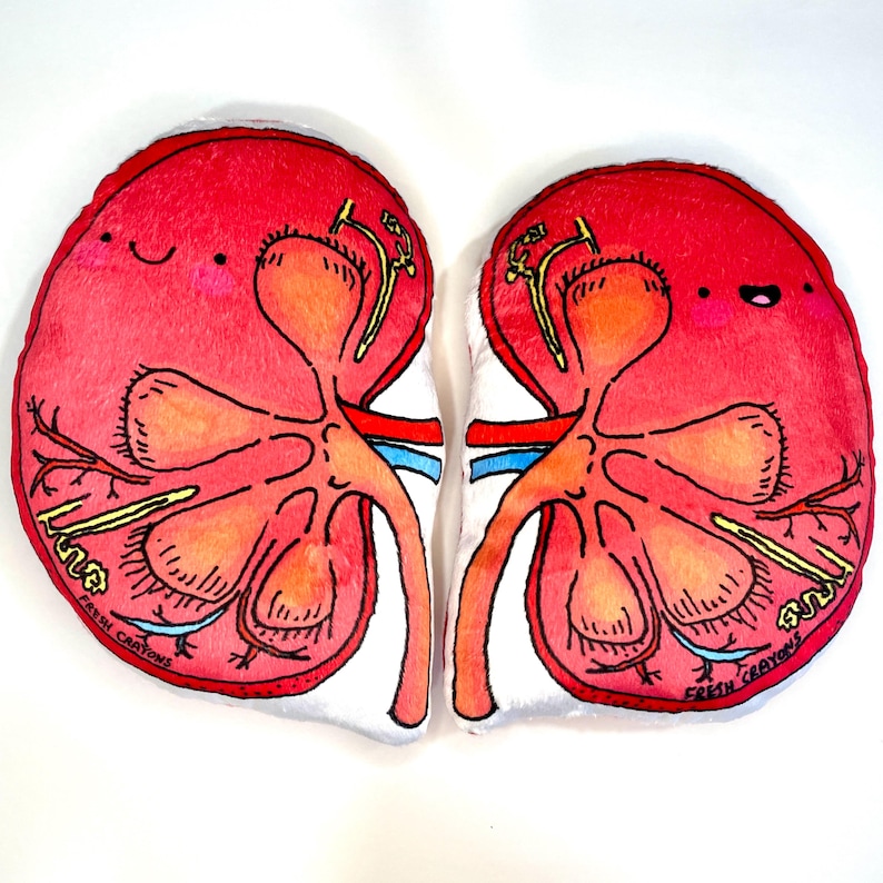 Anatomical Kidney Plush Set, Nephrology Gift, Stuffed Kidneys - Etsy Canada