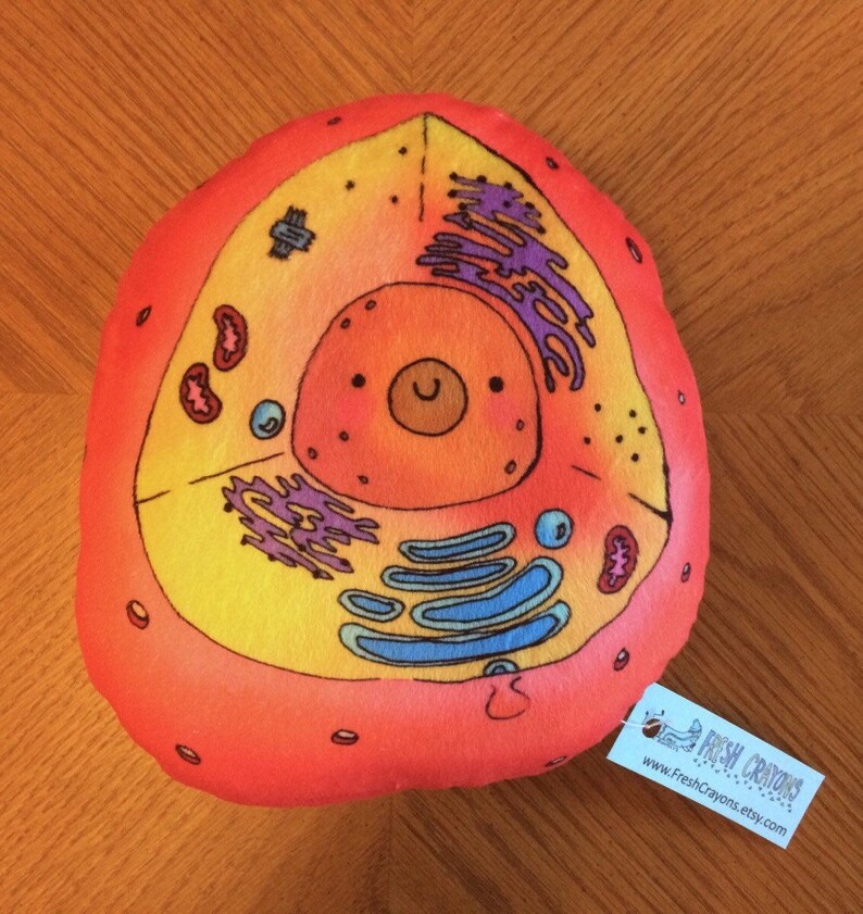 Cell Model Pillow Plush Biology Science Toy Stuffed Animal Etsy