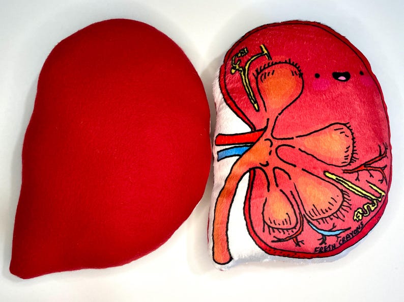 Anatomical Kidney Plush Set, Nephrology Gift, Stuffed Kidneys - Etsy Canada