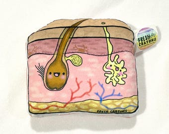 Skin anatomy plushy for dermatology medical doctor esthetician